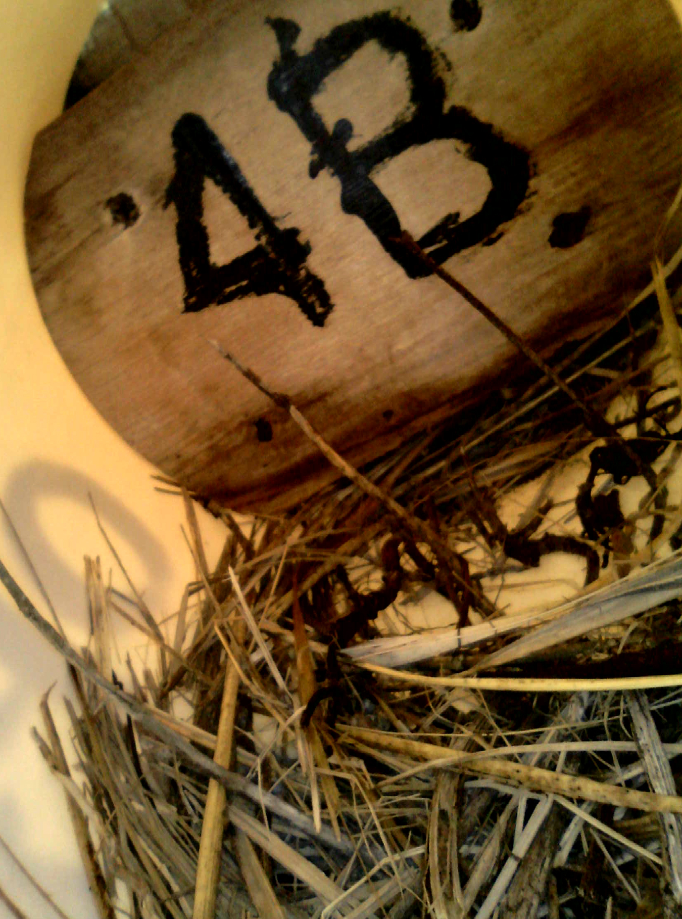 OPAS 4B